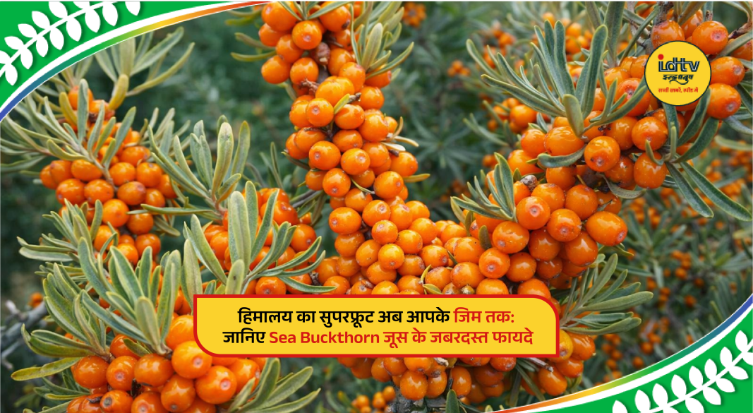 Himalayan berries, highlighting fitness and health benefits