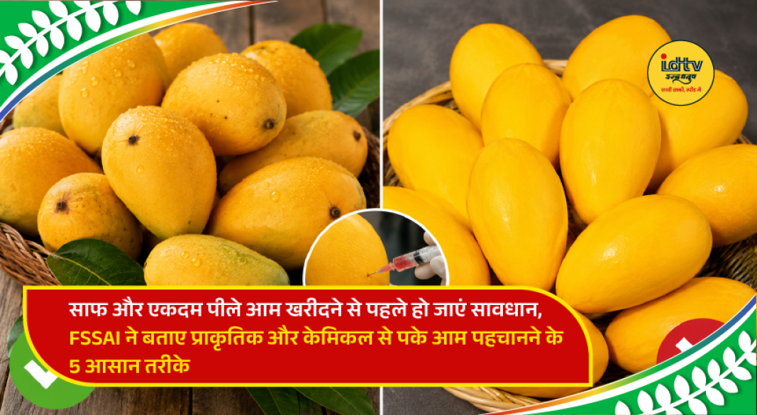Fresh mangoes displayed in a market highlighting the difference between naturally and chemically ripened fruits.