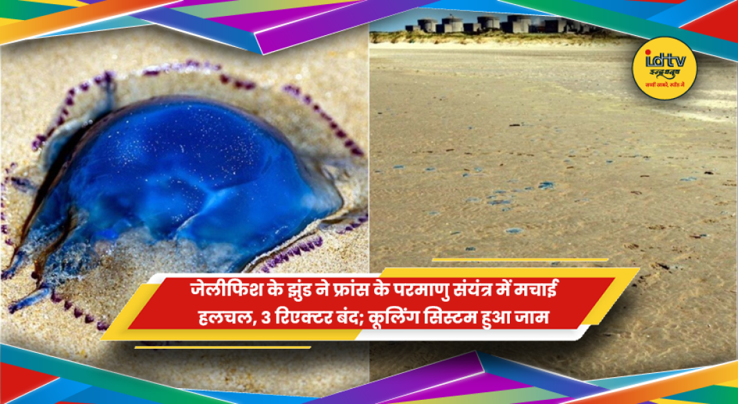 फ्रांस के ग्रेवलिन्स परमाणु संयंत्र में जेलीफिश से कूलिंग सिस्टम जाम