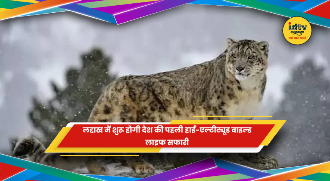 लद्दाख में हाई-एल्टीट्यूड वाइल्ड लाइफ सफारी