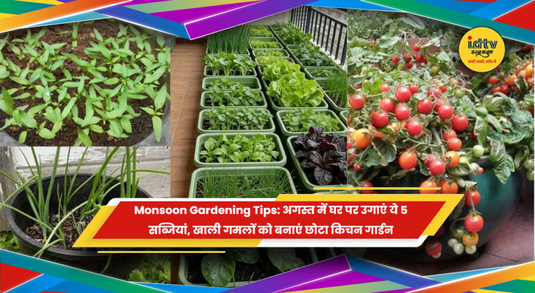 अगस्त में मानसून के दौरान घर पर सब्जियां उगाने के किचन गार्डन टिप्स