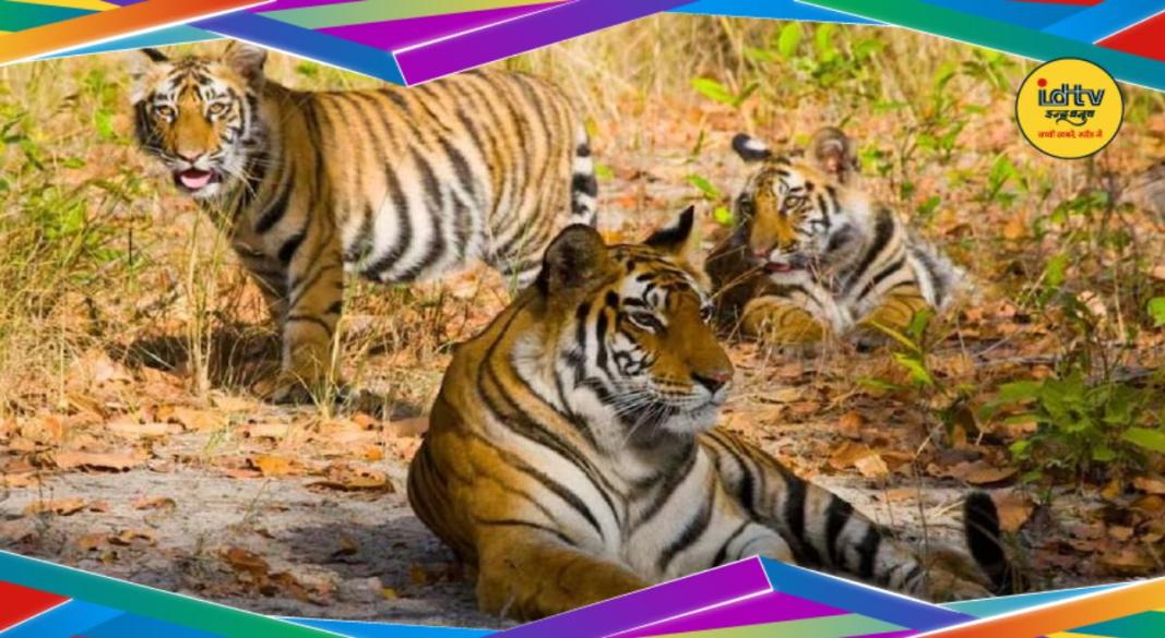 Rajasthan Tiger Reserve