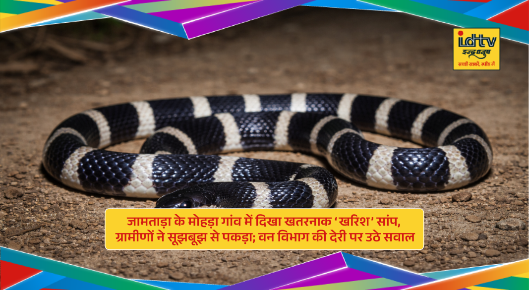 Venomous Kharish snake captured by villagers in Mohra village of Jamtara Jharkhand and kept inside drum