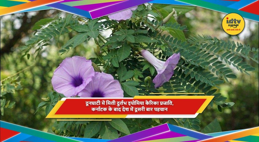 दूनघाटी में मिली दुर्लभ इपोमिया कैरिका प्रजाति