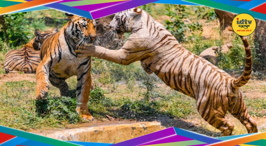 Tiger Reserve