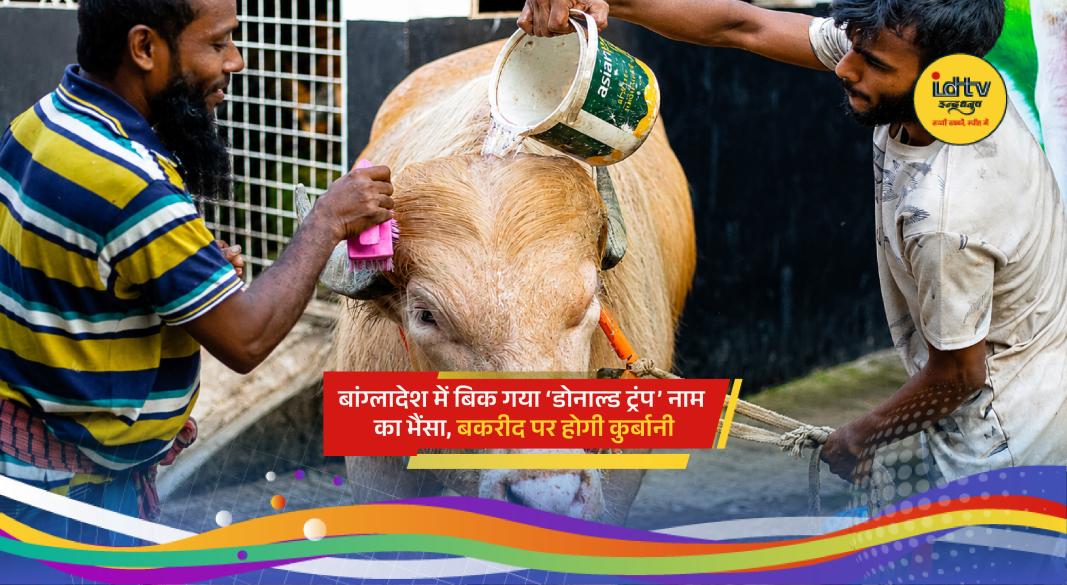 Rare albino buffalo nicknamed Donald Trump at a Bangladesh farm before Eid-ul-Adha sale