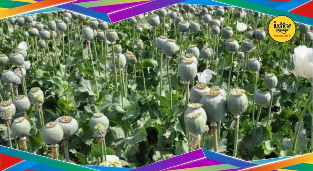 Opium farming
