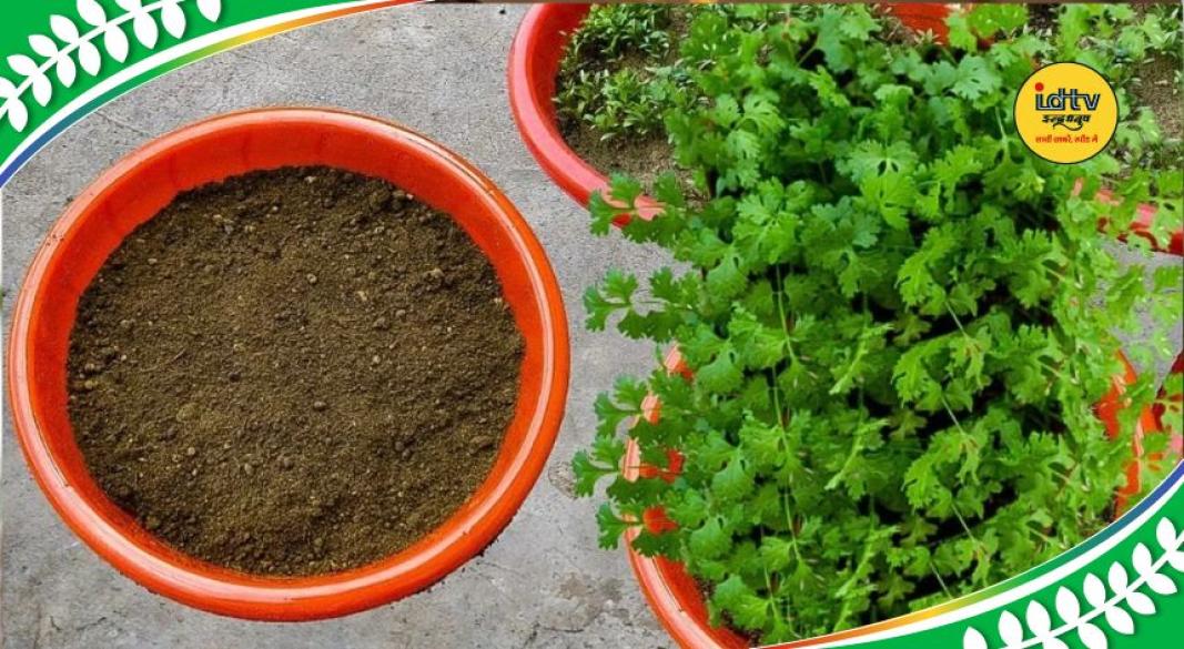 Grow coriander at home