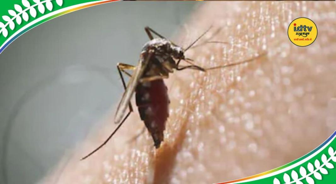 Malaria cases increase in summer