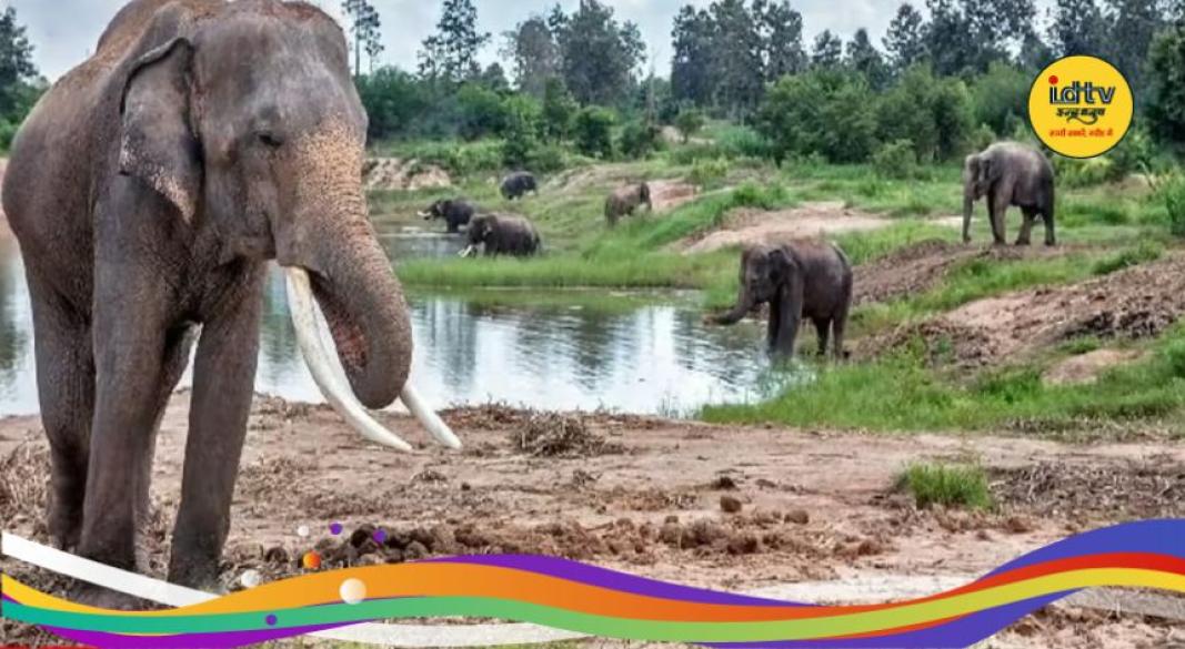 Elephant attack in Koderma