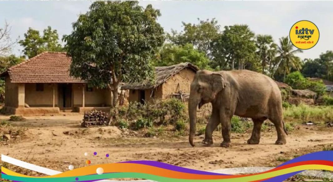 seraikela elephant attack