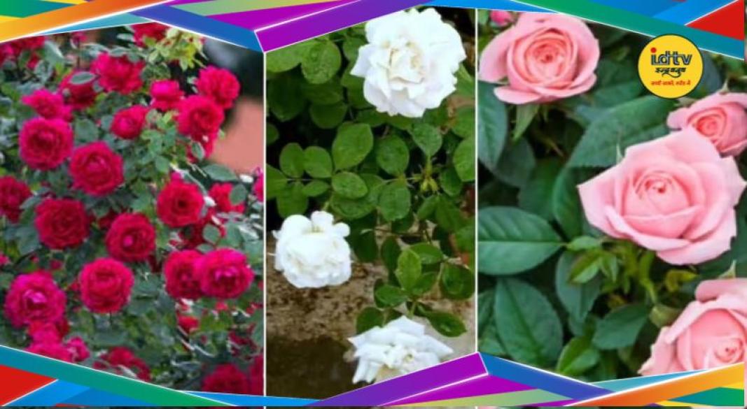 Rose plant care