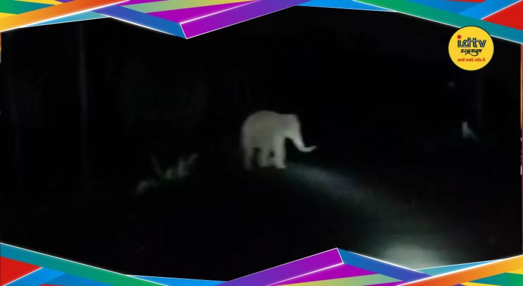 elephant attack alert