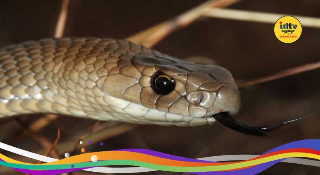 Snakebite Cases in Gumla