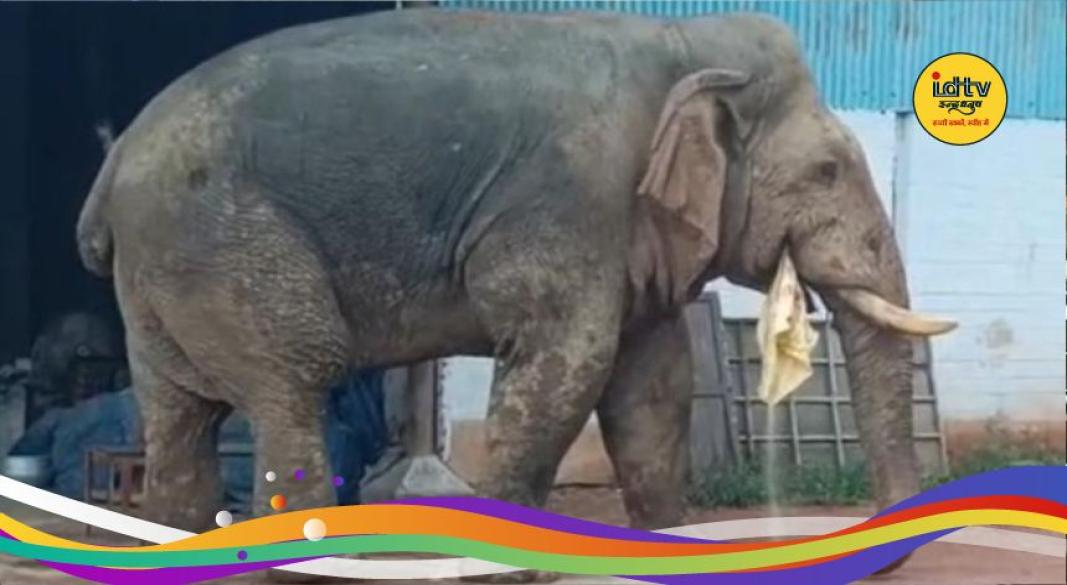 Wild elephant attack