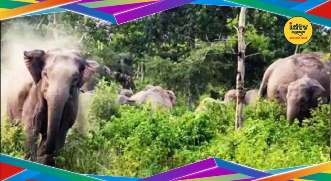 Hazaribagh elephant attack