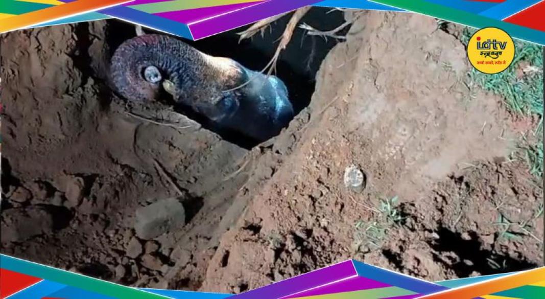 Elephant Rescue