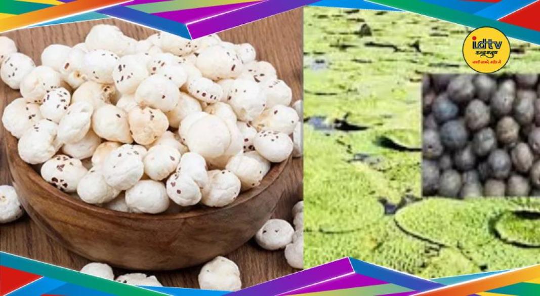 Bihar Makhana Production