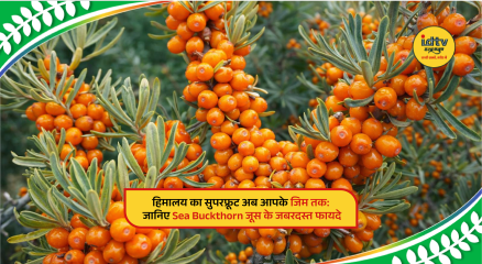 Himalayan berries, highlighting fitness and health benefits