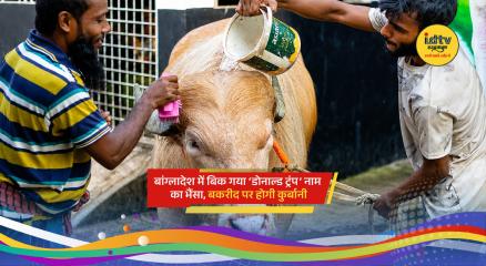 Rare albino buffalo nicknamed Donald Trump at a Bangladesh farm before Eid-ul-Adha sale