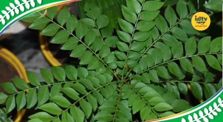Curry leaves care