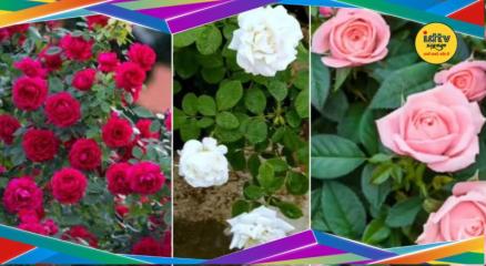 Rose plant care