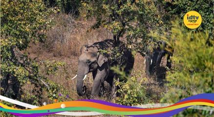 Bokaro Elephant Attack