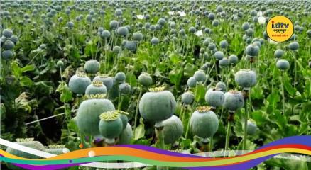 Opium Fields Destroyed