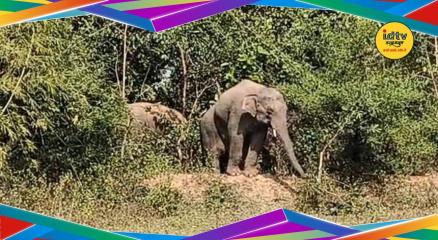 elephant attack deaths